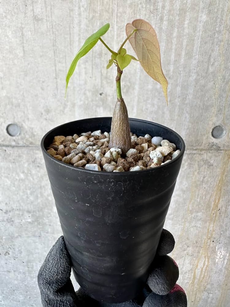 Amazon｜【現品限り】プセウドボンバックス・エリプティクム